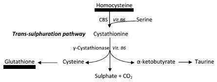 Sulfation pathwy abnormlities and its mnagement in Autism