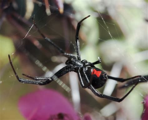 Oklahoma Spider ID Guide - Emtec Pest Control