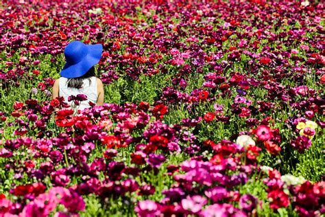 Beautiful California Flower Fields You Must Visit This Spring