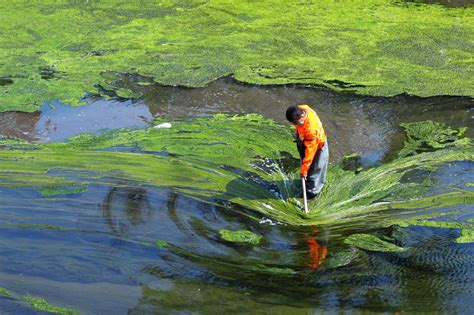 SpiralG Project: The first demonstrator of spirulina biorefinery