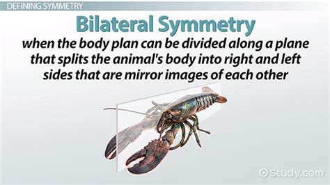 Bilateral Symmetry Overview, Examples & Advantages - Lesson | Study.com