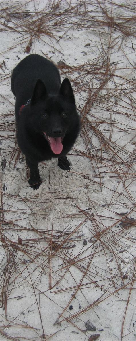 Schipperke | GreatDogSite