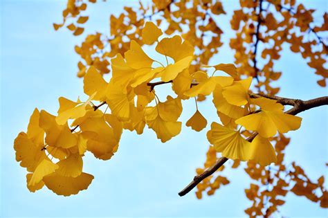 20 Surprising Ginkgo Tree Facts to Tantalize Your Brain - Garden and Happy