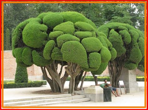 Topiary Trees, What Trees are Used For Topiary? | Tree Types