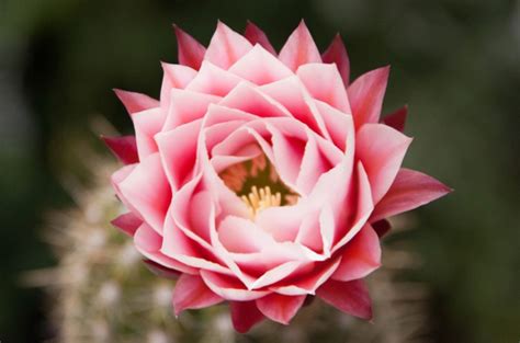 About Cactus Flower | Best Flower Site