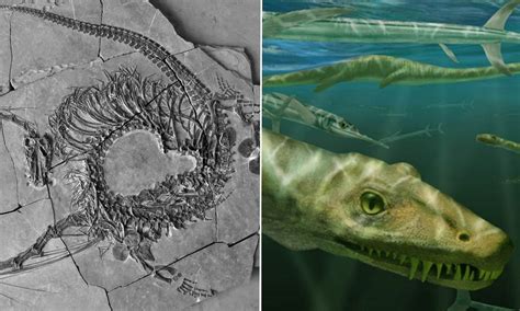 Scottish scientists discover 'very strange' fossilized 'Chinese dragon ...