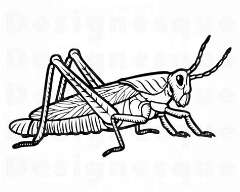 Grasshopper clipart vector, Grasshopper vector Transparent FREE for ...