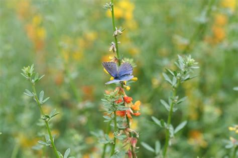 Palos verdes blue l Extremely Rare Butterfly - Our Breathing Planet