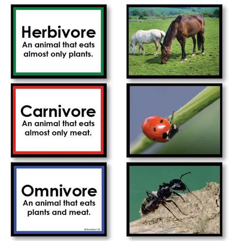 Herbivore, Carnivore or Omnivore Sorting Cards | Montessori123 ...