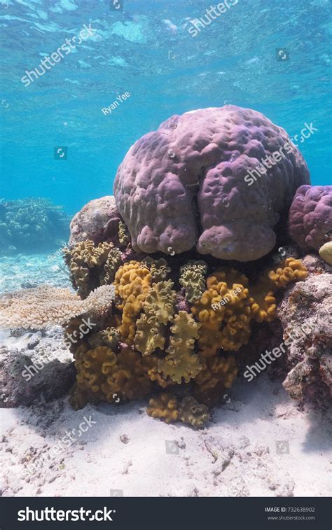 Great Barrier Reef Conservation Reserve Stock Photo 732638902 ...