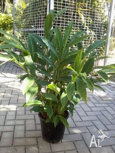 Alpinia Purpurata - Red flowering Ginger - Plant for Sale in DOUGLAS ...