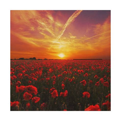 Beautiful red poppy flower field sunset wood wall decor | Zazzle ...