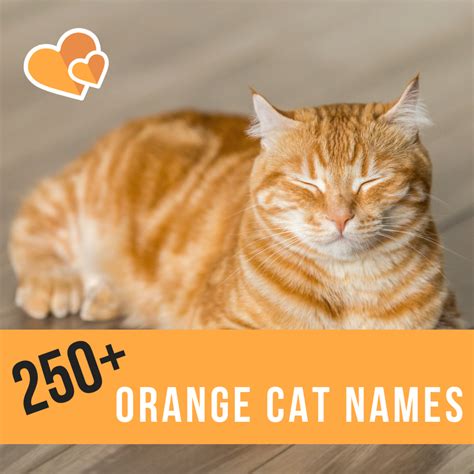 250+ Best Ginger Cat Names - PetHelpful