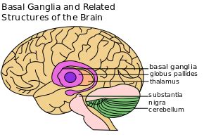 Basal Ganglia - Physiopedia