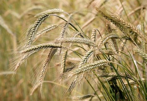 barley | Description, Nutrition, Uses, & Facts | Britannica