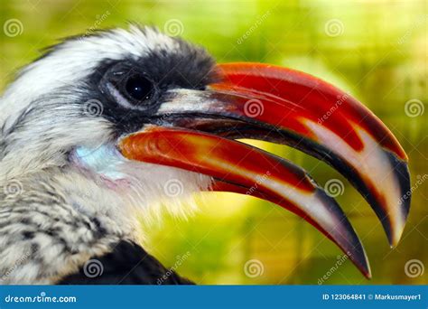 Head of a Male Decken Hornbill with an Open Beak in Profile View in ...