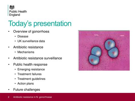 PPT - Antibiotic resistance in Neisseria gonorrhoeae PowerPoint ...