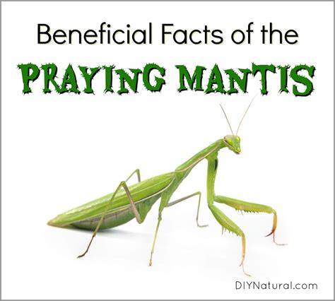 Praying Mantis Facts: The Facts and Benefits of Attracting Praying Mantis