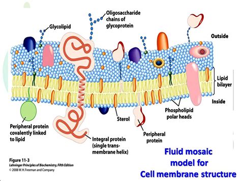 Fluid mosaic model for Cell membrane structure - Biotech MCQ