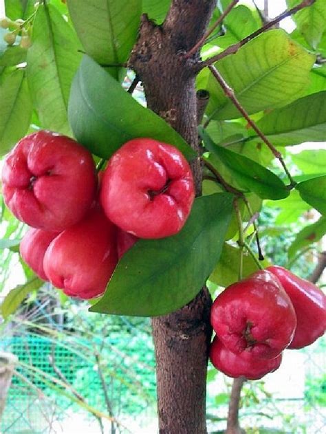 Jambu Fruit Plant Information and Growing in India • India Gardening