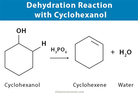 Dehydration Synthesis: Definition, Examples, and Equations