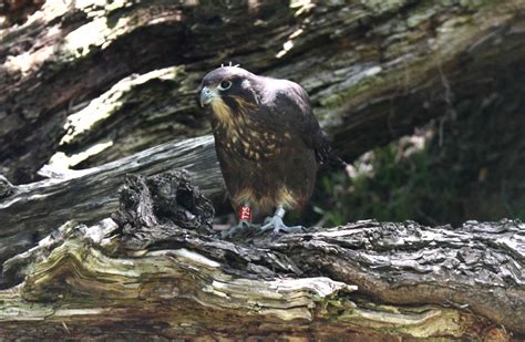 New Zealand falcon/kārearea: New Zealand native land birds