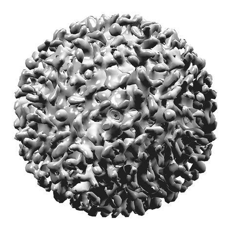 Hepatitis B virus sheds light on ancient human population movements ...