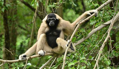 Pileated gibbon facts, distribution & population | BioDB