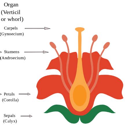 Sepal of a Flower | Definition, Function & Purpose - Lesson | Study.com