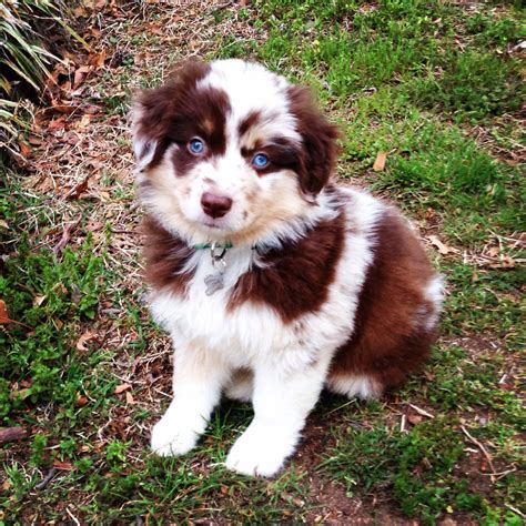 Red Merle miniature Australian shepherd | Aussie puppies, Shepherd ...