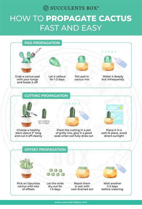 How to Propagate Cactus Easy & Fast - Succulents Box