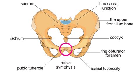 Symphysis Pubis Dysfunction: Causes, Symptoms Treatment, 44% OFF