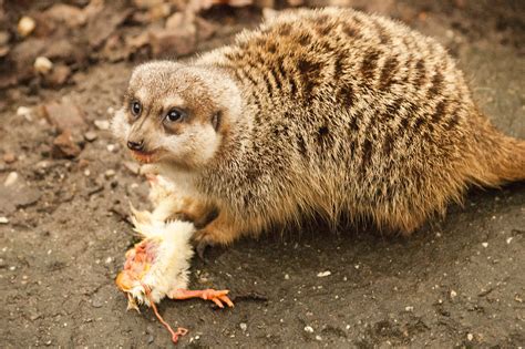 Meerkat eating | JesseKC | Flickr