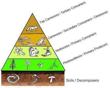 What is a Food Chain? - Examples, Overview - Video & Lesson Transcript ...