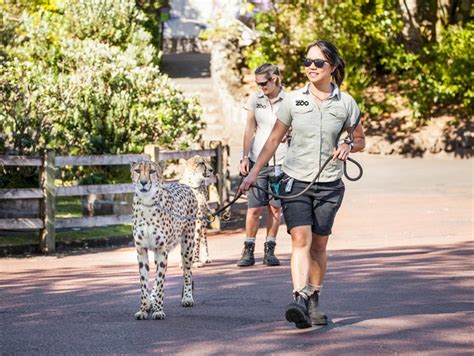 Best 8 things to see and do in Auckland Zoo