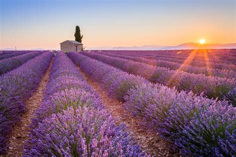 Lavender Fields France | Riviera Bar Crawl Tours - French Riviera