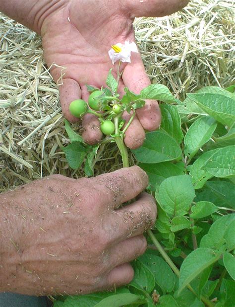 "Sharing Gardens": Get Your Seed Potatoes Now