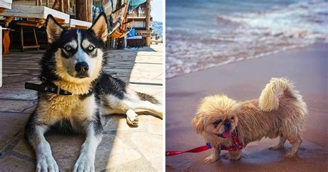 16 Pet-Friendly Beaches In Lebanon Where You Can Take Your Furry Friends