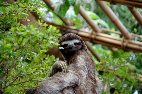 sloth posing (Wikimedia Commons) - Earth Buddies