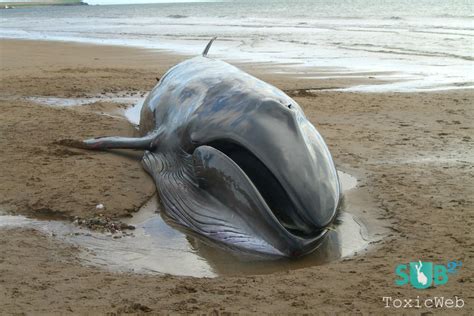 Sei Whale Information and Picture | Sea Animals