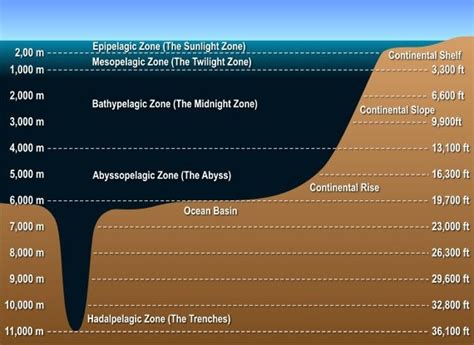 Mariana Trench Diagram1 Pacific Ocean's Mariana Trench at 11,033 meters ...