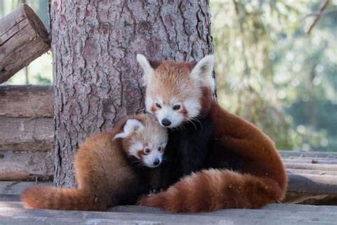 50 Adorable Facts About The Red Pandas You Have To Know | Facts.net