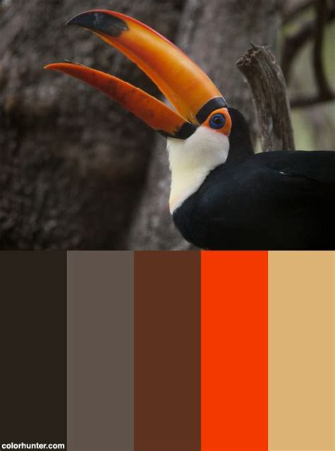 Toucan Color Palette | Color palette, Color, Palette