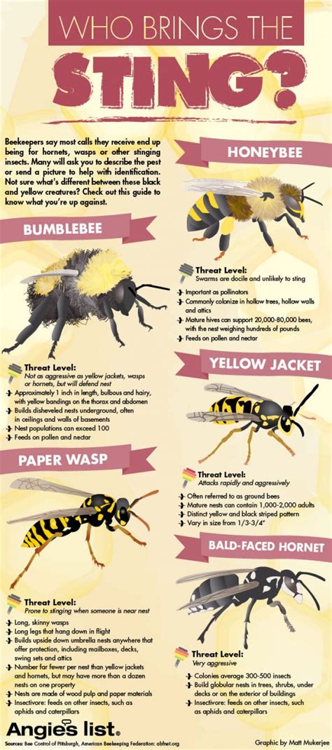 Bees vs. Wasps: Who Brings The Sting? - Infographic