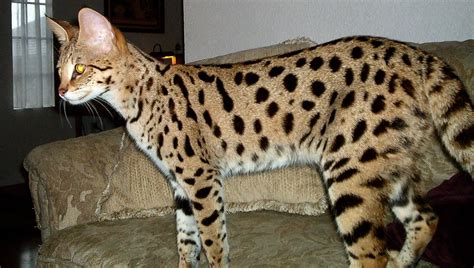 Savannah Cat Breeder - SeaSideHills Savannah Cats