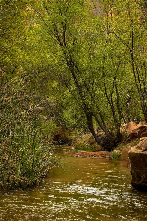 Why You Should Hike Lower Calf Creek Falls Trail in Utah