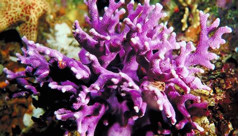 Symbiotic Relationships in Coral Reefs | Sciencing