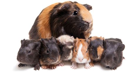 Your Baby Guinea Pig - What To Expect And How To Look After Them