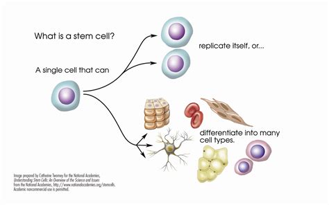 Download Stem Cell Figures – Stem Cells