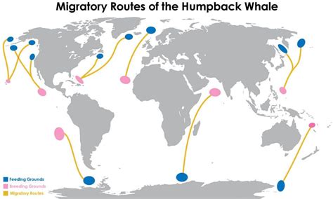 Image result for humpback whale migration | Whale migration, Humpback ...